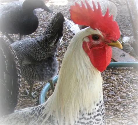 Bantam Chickens - Chicken Breeds List