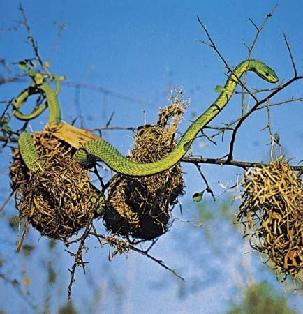 Green mamba | snake | Britannica