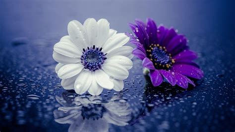 Purple White And Purple Flowers During Snowdrops HD Purple Wallpapers | HD Wallpapers | ID #37027