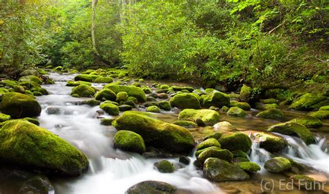 Roaring Fork Spring | Great Smoky Mountains National Park | Ed Fuhr Photography