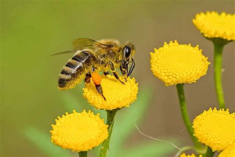 Pollination: Definition,Process,Benefits | Environment Buddy