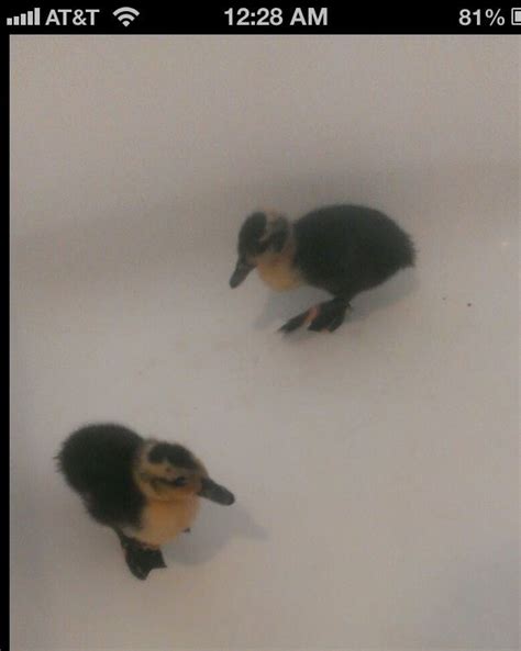 Help me identify these baby ducks breed?