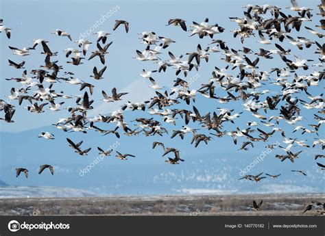 Snow geese migration Stock Photo by ©davidhoffmannphotography 140770182