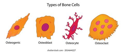 Osteogenic Images, Stock Photos & Vectors | Shutterstock