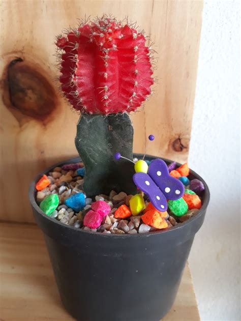 Cactus injertado | Cactus injertado, Cactus