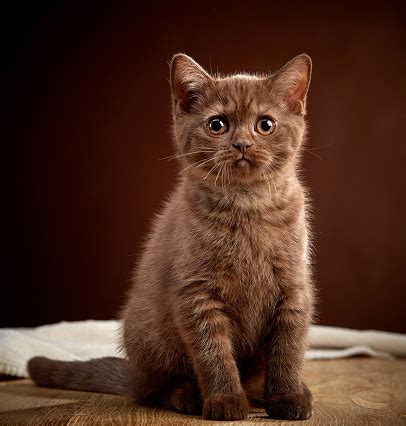 Portrait Of Brown British Shorthair Kitten Stock Photo - Download Image Now - iStock