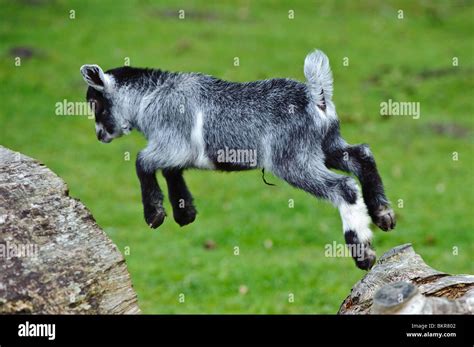 Baby Goat Jumping High Resolution Stock Photography and Images - Alamy