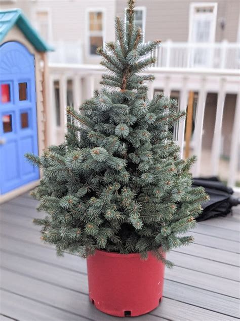 20+ Outdoor Potted Christmas Tree