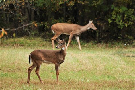 Young White-tailed Deer In Fall 3 Free Stock Photo - Public Domain Pictures