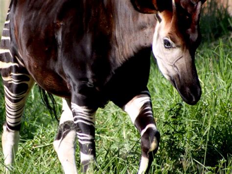 Okapis by dylan sprinz