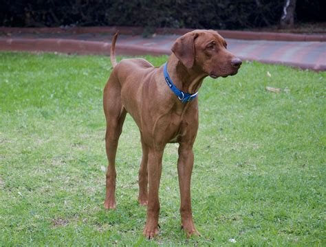 Kayo, 14 months Rhodesian Ridgeback, Vizsla, Months, Dogs, Animals ...