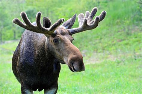 Moose shed and regrow their antlers every year. When the antlers regrow ...