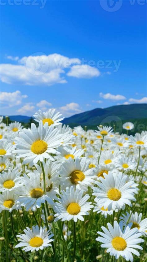 Daisy field landscape for wallpapers 29137394 Stock Photo at Vecteezy