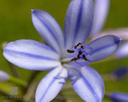 Bermuda Flora & Fauna | Gavin Howarth | Bermuda Scenic Photography