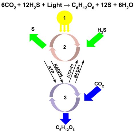 Difference Between Oxygenic and Anoxygenic Photosynthesis | Definition, Process, Significance ...