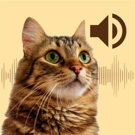 Cat Sounds Meow App Offline - Apps on Google Play