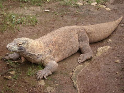 Komodo Dragon Facts