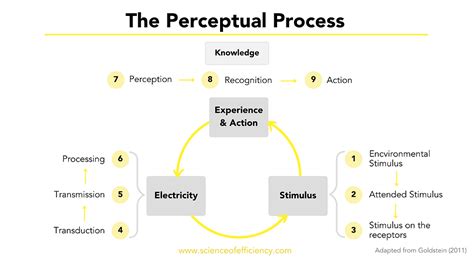 The Perceptual Process: How We React to Stimuli