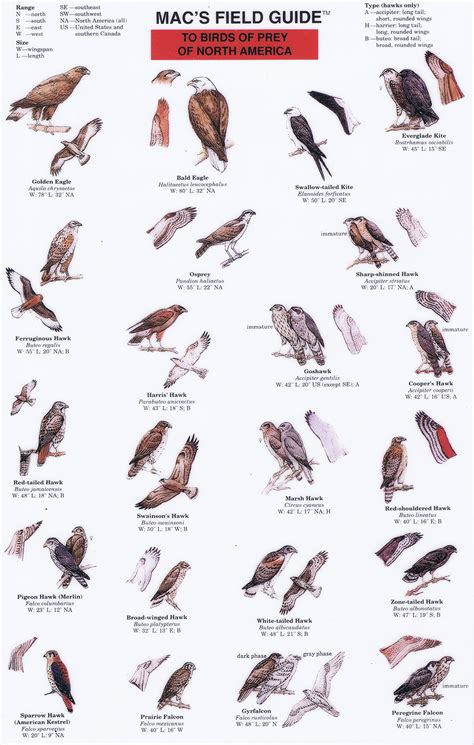 Mac's Field Guide to Birds of Prey of North America: DiscoverNW.org