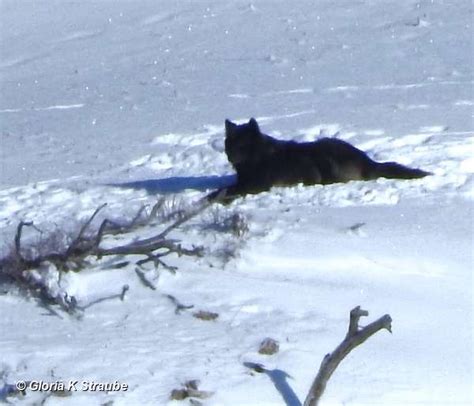 Yellowstone Wolf: Tracking the Packs