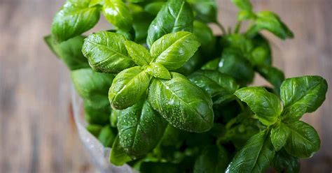 How to Propagate Basil | Gardener's Path