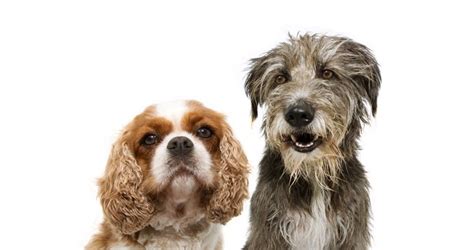 What Dog Breeds Are Lady and the Tramp? Facts & FAQ | Hepper