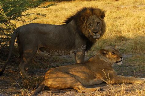 Pride of Lions Hunting Buffalo Stock Image - Image of dangerous, charge: 47039783