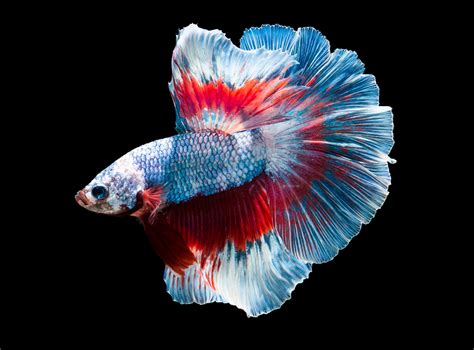 Full-moon blue and red betta fish, fish, colorful, animals HD wallpaper | Wallpaper Flare