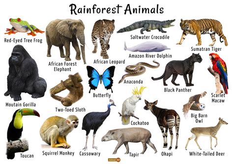 List Of All Animals In The Amazon Rainforest - Sybyl Eustacia