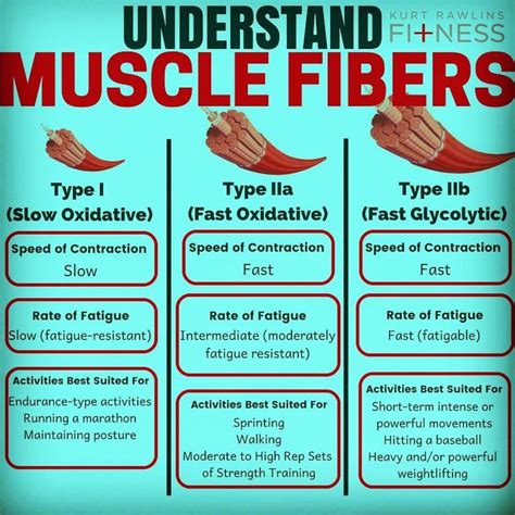 💥MUSCLE FIBER TYPES💥 - - - Follow @kurtrawlinsfitness for 🔑 fitness and nutrition tips ...