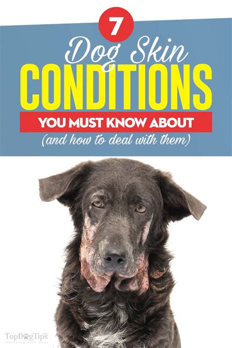 6 Known Dog Skin Conditions and What to Do About Them Right Now