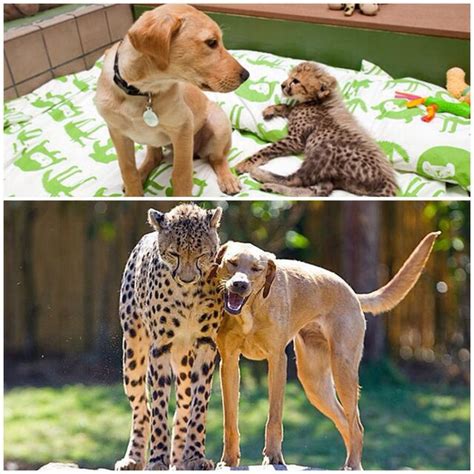 Animals Befriending Animals To Leave Better Examples For Humans - 13 ...