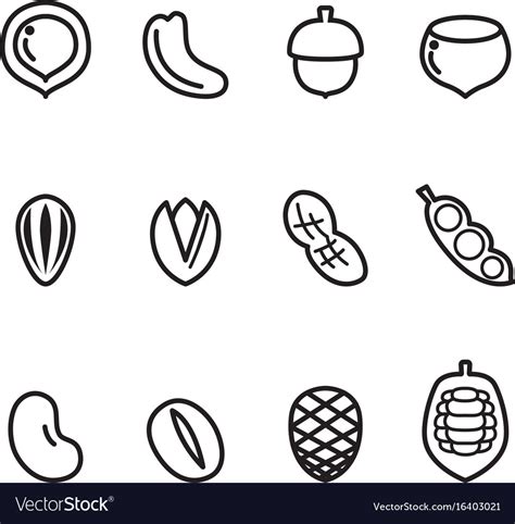 Nut icon set Royalty Free Vector Image - VectorStock