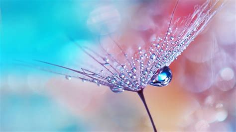 Dew Drops on Flower Wallpapers | HD Wallpapers