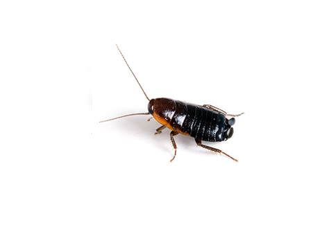 Oriental Cockroach - Russell IPM