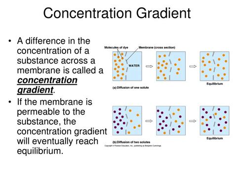 PPT - Cell Terms (Prefixes): PowerPoint Presentation - ID:4587272