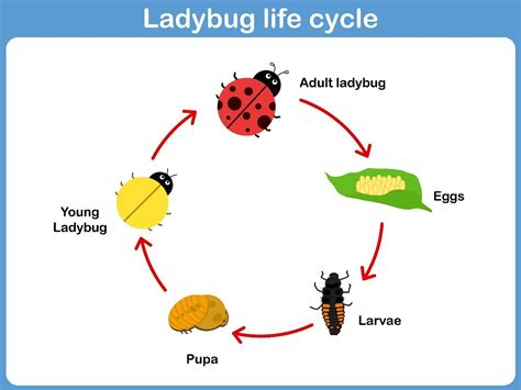 Ladybird Beetle Life Cycle