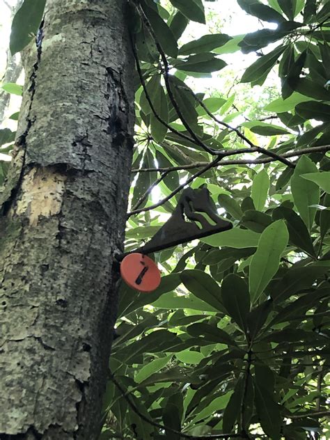 Saw this thing hiking in upstate South Carolina stuck in a tree. What is it? : r/whatisthisthing