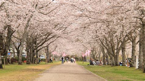 Japan’s Top 100 Blossoms: Tadamoto Park (Kagoshima) | Nippon.com