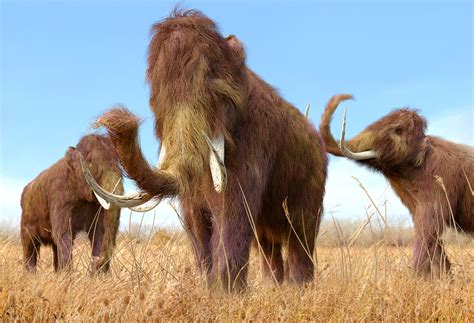 Woolly mammoths might be making a big comeback - Earth.com