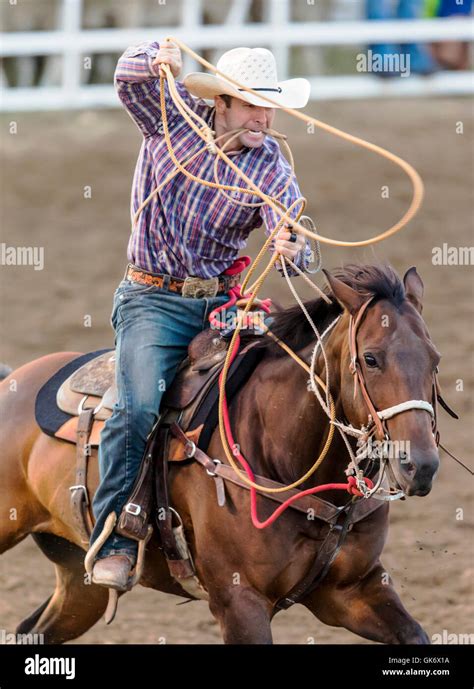 Rodeo cowboy on horseback competing in calf roping, or tie-down roping event, Chaffee County ...