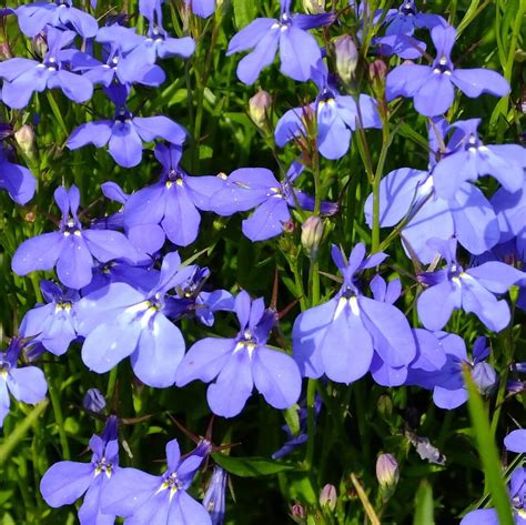 Lobelia Erinus Seeds, Sky Blue, Flower Seeds#114 – Mays Garden Seed