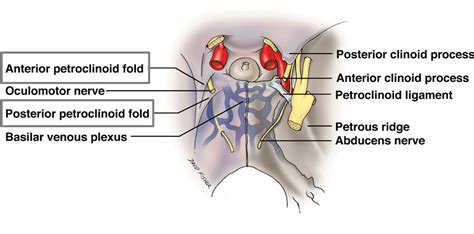 Cureus | The Tentorium Cerebelli: A Comprehensive Review Including Its Anatomy, Embryology, and ...