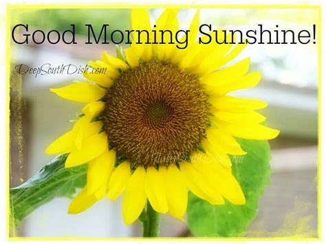 Sunflowers | Good morning sunshine, Good morning, Morning