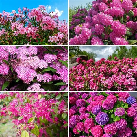 26 Gorgeous Pink Flowering Shrubs for Your Garden - DIY & Crafts