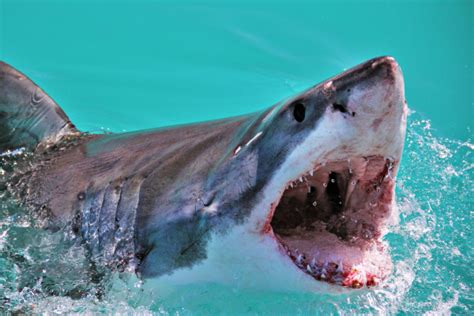 Great Barrier Reef beaches left completely unprotected against shark attacks – 4BC