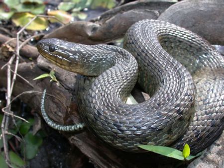 Florida Green Water Snake | Outdoor Alabama