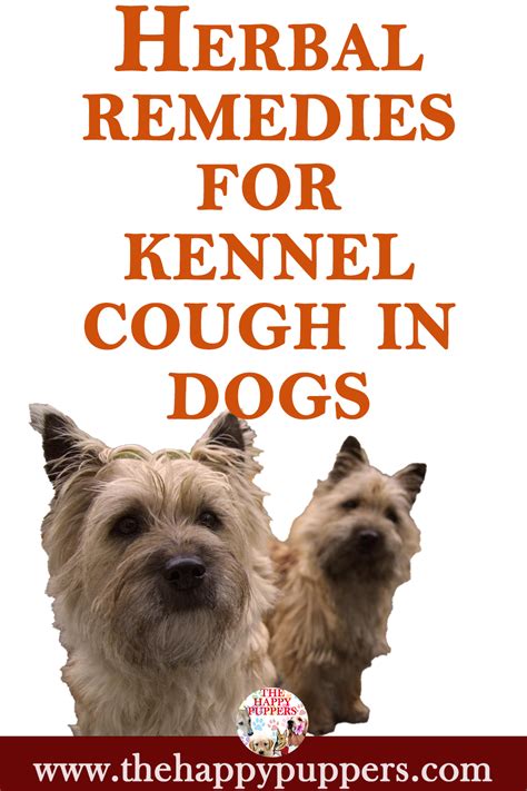 Use herbal remedies to treat kennel cough in dogs