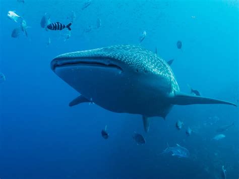 6 Best Tours To Book For Seeing Whale Sharks In La Paz, Mexico - mexicofamilytravel.com