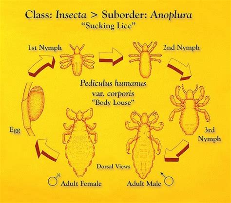 Head Lice Signs and Symptoms | Health Topica